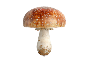 High-resolution image of a brown mushroom with a white speckled cap on a transparent background. ideal for culinary or botanical projects. png