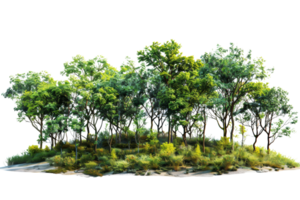 A lush forest with a variety of green trees and shrubs, creating a natural and tranquil scene, perfect for nature and outdoor themes. png