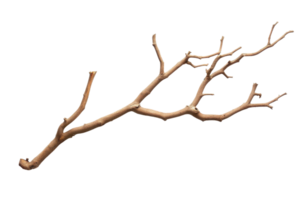 Close-up of a dry tree branch with multiple twigs isolated on transparent background. for nature and botanical themes. png