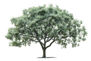 Lush green tree with dense foliage on a transparent background. ideal for nature themes and environmental concepts in stock photography. png