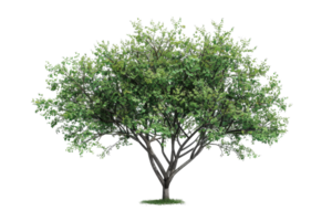 Lush green tree with dense foliage, perfect for nature and landscape themes. Isolated on transparent background. for easy incorporation into designs. png