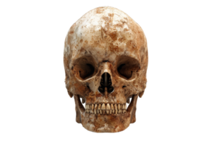 Detailed close-up of an ancient, weathered human skull isolated on a transparent background. Perfect for themes of mortality, archaeology, and history. png