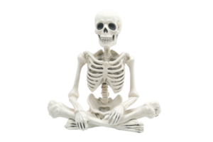 Human skeleton sitting in a cross-legged yoga pose on a transparent background. representing health, meditation, and anatomy education. png