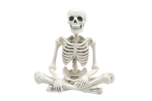 Human skeleton sitting in a cross-legged yoga pose on a transparent background. representing health, meditation, and anatomy education. png