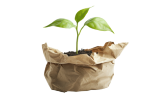 Young green plant in a paper bag symbolizing growth, sustainability, and eco-friendly practices. Ideal for gardening, environment, or nature themes. png