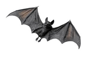 Detailed close-up of a flying bat with outstretched wings, isolated on a transparent background. capturing its unique features and textures. png