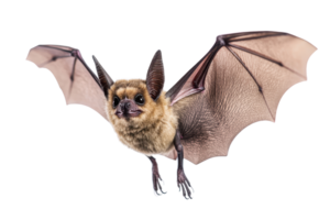 Close-up of a bat in flight with wings spread, isolated on transparent background. showcasing its detailed features and unique anatomy. png