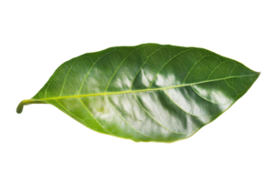 Close-up high-resolution image of a vibrant green leaf isolated on a transparent background. showcasing its detailed texture and natural beauty. png