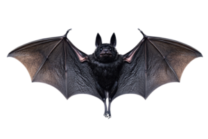 Close-up image of a flying bat with outstretched wings on a transparent background. showcasing the unique details of its anatomy and motion. png