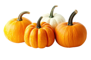 Close-up of four pumpkins, three orange and one white, isolated on a transparent background. Perfect for autumn and Halloween imagery. png