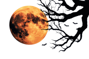 Full orange moon glowing through silhouette tree branches on a dark night. Spooky and atmospheric scene. png