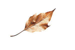 High-quality close-up image of a single dried brown leaf isolated on a transparent background. Perfect for autumn and nature-themed projects. png