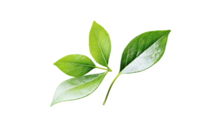 Fresh green leaves isolated on transparent background. symbolizing nature, growth, and eco-friendly concepts. Perfect for nature-themed projects. png