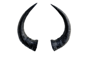 Close-up of two curved black horns isolated on a transparent background. perfect for design projects or artistic inspiration. png
