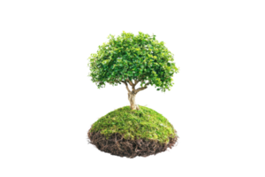Isolated small tree on a floating patch of grass-covered soil, representing growth, nature, and sustainability in a transparent background. png