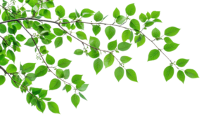 Close-up of a green leafy branch, isolated on a transparent background. Perfect for botanical and nature-themed designs and backgrounds. png