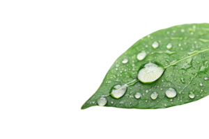 Close-up of a fresh green leaf with water droplets, depicting nature's purity and freshness, isolated on a transparent background. png