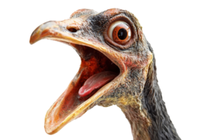Close-up of a surprised bird with its mouth open, showcasing detailed feathers and sharp eyes. Perfect for wildlife and nature photography. png
