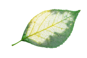 Close-up of a green leaf with intricate veins, partially discolored, highlighting natural texture and details on a transparent background. png