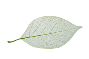 Macro shot of an intricate natural leaf structure with visible veins and textures, isolated on transparent background. highlighting detailed nature patterns. png