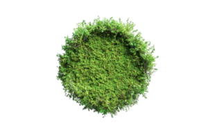 Top view of a lush green moss circle isolated on a transparent background. showcasing natural texture and vibrant color. png
