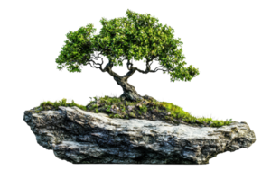 Vibrant green tree growing on a large rock isolated on transparent background. symbolizing resilience and natural beauty in untouched nature. png