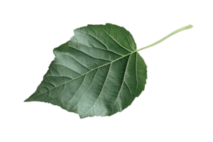 Close-up of a single green leaf with detailed veins and a transparent background. showcasing natural beauty and intricate texture. png