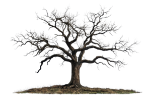 Majestic large tree standing alone with intricate branches, captured in a serene natural setting, perfect for nature-themed projects. png