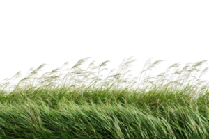 Tall grass swaying gracefully in the wind, creating a serene and peaceful nature scene in this beautiful stock photo. png