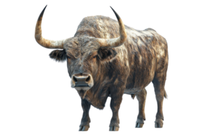 A majestic, powerful buffalo captured in detailed close-up, with its imposing horns and rugged fur, standing against a transparent background. png