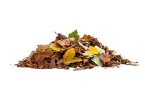 Pile of vibrant autumn leaves in various colors, capturing the essence of fall and the changing season. Perfect for seasonal and nature-themed projects. png