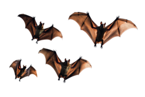 Four bats flying with wings wide open against a clear background, showcasing their intricate wing structures and unique forms. png