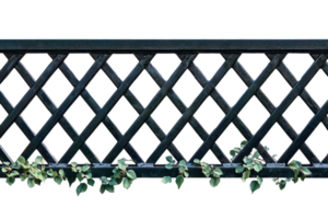 Black lattice fence adorned with green climbing plants, creating a harmonious blend of sturdy structure and natural beauty. png