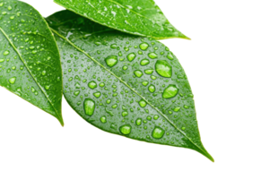 Close-up of green leaves with water droplets, showcasing nature's freshness and beauty. Ideal for nature, environment, and botanical projects. png