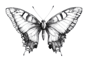 Detailed black-and-white sketch of a butterfly with intricate wing patterns. Perfect for nature, art, and design projects. png