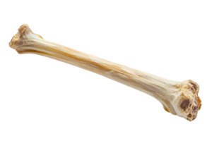 High-resolution image of a single bone isolated on a transparent background, perfect for educational, medical, or scientific use. png