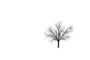 A beautiful image of a solitary tree covered in frost, standing gracefully in a wintery landscape. png