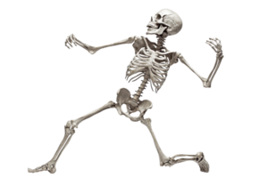 Animated human skeleton in a dynamic pose isolated on a transparent background. suitable for Halloween or anatomy study concepts. png