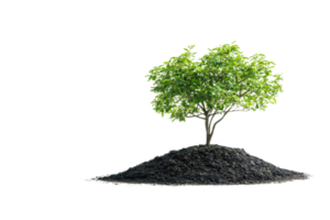 A thriving tree on a mound of soil against a transparent background. representing nature, growth, and the environment. png