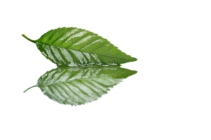Close-up of two green leaves with detailed texture and reflection on a transparent background. Ideal for nature, botanical, and eco-friendly themes. png