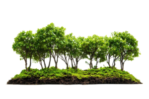 Lush green forest trees with dense foliage and visible roots isolated on transparent background. representing nature and environmental conservation. png