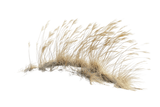 de cerca de un soltero, delicado, de color claro pluma aislado en un transparente fondo, exhibiendo sus multa detalles y intrincado estructura. png