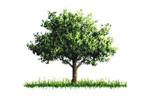 Vibrant green tree with lush foliage isolated on a transparent background. Decorative element for nature and landscaping projects. png