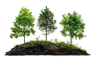 Three lush trees with visible root systems on a small patch of soil. Perfect representation of nature, growth, and environmental conservation. png