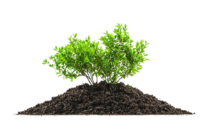 Green shrub growing in fertile soil, isolated on transparent background. Symbol of nature, growth, and environment conservation. png