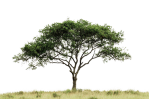 A tall, lush green tree standing alone in a field with a clear transparent background. symbolizing nature, solitude, and tranquility. png