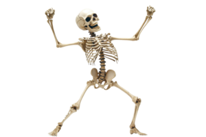 Energetic skeleton in a dancing pose, perfect for Halloween-themed designs or anatomy illustrations, showcasing bones and skeletal structure. png