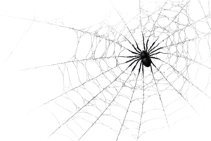 Detailed spider web close-up, showcasing intricate design of nature. Ideal for Halloween, arachnid studies, and web-themed designs. png