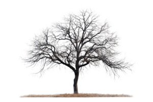 Leafless tree with intricate branches captured in a serene winter scene, showcasing nature's beauty and stillness in a cold season. png