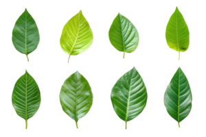 Set of eight green leaves on transparent background. showcasing different shapes and textures. Perfect for nature, botanical, and eco-friendly themes. png